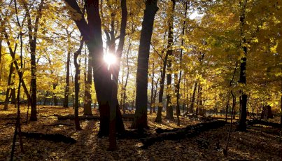 into-the-woods-jr
